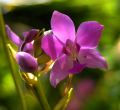 lydia fleurs des Indes 0040