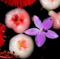 lydia fleurs des Indes 0041