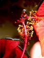 lydia fleurs des Indes 0042
