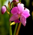 lydia fleurs des Indes 0043