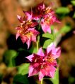 lydia fleurs des Indes 0044