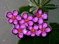 lydia fleurs des Indes 0047