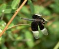 lydia fleurs des Indes 0050