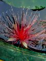 lydia fleurs des Indes 0055