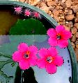 lydia fleurs des Indes 0056