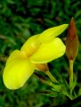 lydia fleurs des Indes 0057