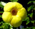 lydia fleurs des Indes 0058