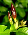 lydia fleurs des Indes 0059