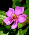 lydia fleurs des Indes 0060