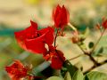 lydia fleurs des Indes 0061