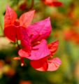 lydia fleurs des Indes 0062