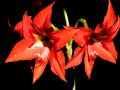 lydia fleurs des Indes 0063