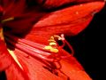 lydia fleurs des Indes 0064