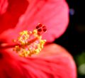 lydia fleurs des Indes 0066