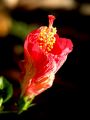 lydia fleurs des Indes 0067