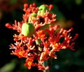 lydia fleurs des Indes 0068