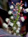 lydia fleurs des Indes 0069