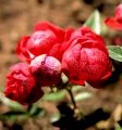 lydia fleurs des Indes 0070