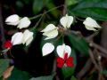 lydia fleurs des Indes 0071