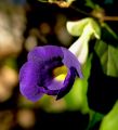 lydia fleurs des Indes 0072