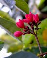 lydia fleurs des Indes 0073