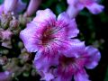lydia fleurs des Indes 0074