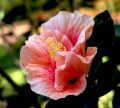 lydia fleurs des Indes 0075