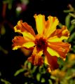 lydia fleurs des Indes 0076