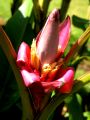 lydia fleurs des Indes 0078