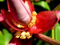 lydia fleurs des Indes 0079