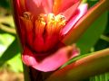 lydia fleurs des Indes 0080