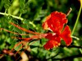 lydia fleurs des Indes 0081