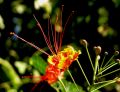 lydia fleurs des Indes 0082