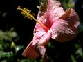 lydia fleurs des Indes 0083