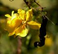 lydia fleurs des Indes 0084