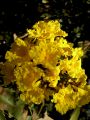 lydia fleurs des Indes 0085