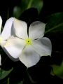 lydia fleurs des Indes 0087