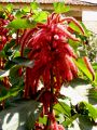 lydia fleurs des Indes 0088