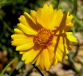 lydia fleurs des Indes 0089