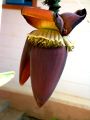 lydia fleurs des Indes 0090