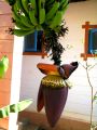 lydia fleurs des Indes 0092
