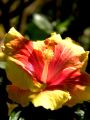 lydia fleurs des Indes 0093