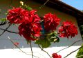 lydia fleurs des Indes 0094