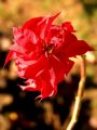 lydia fleurs des Indes 0095