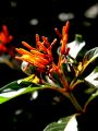 lydia fleurs des Indes 0096