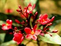 lydia fleurs des Indes 0097