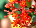 lydia fleurs des Indes 0098