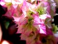 lydia fleurs des Indes 0099