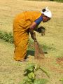 lydia inde 0188