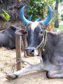 lydia inde 0029